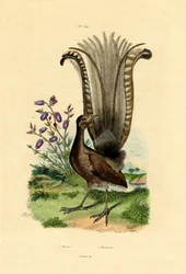 Uccello lira superbo